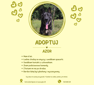 Adoptuj psa