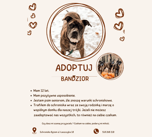 Adoptuj psa