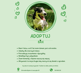 Adoptuj psa