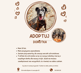 Adoptuj psa