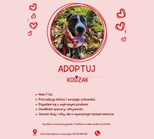 Adoptuj psa