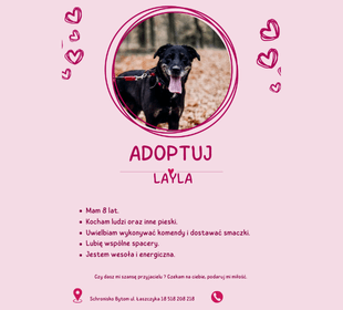 Adoptuj psa