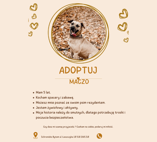 Adoptuj psa