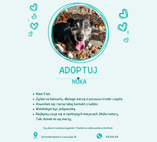 Adoptuj psa