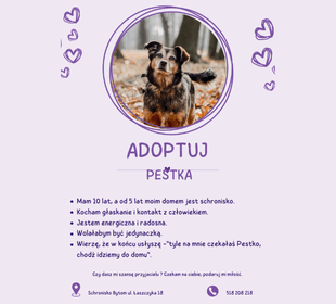 Adoptuj psa