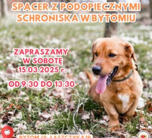Spacer schronisko bytom