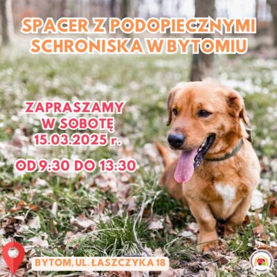 Spacer schronisko bytom