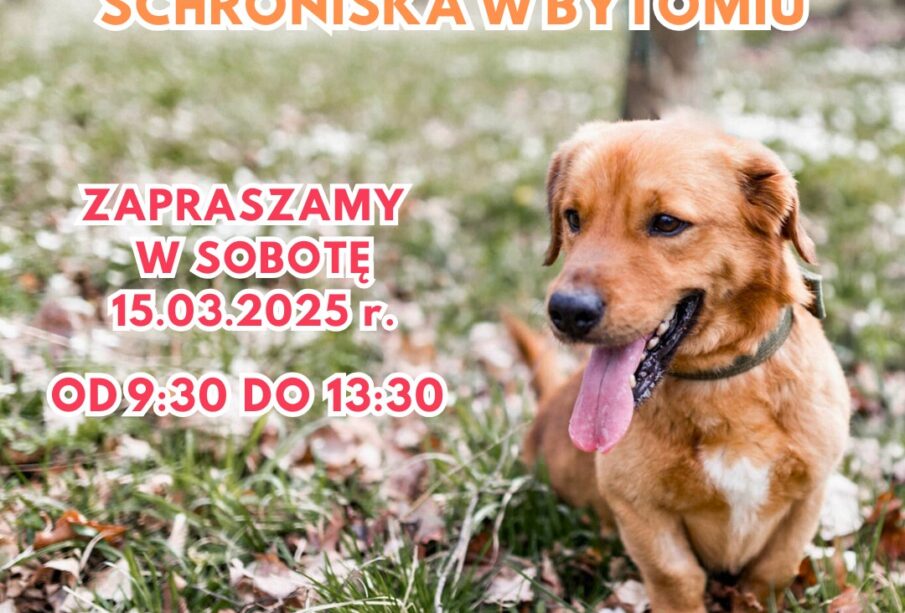 Spacer schronisko bytom